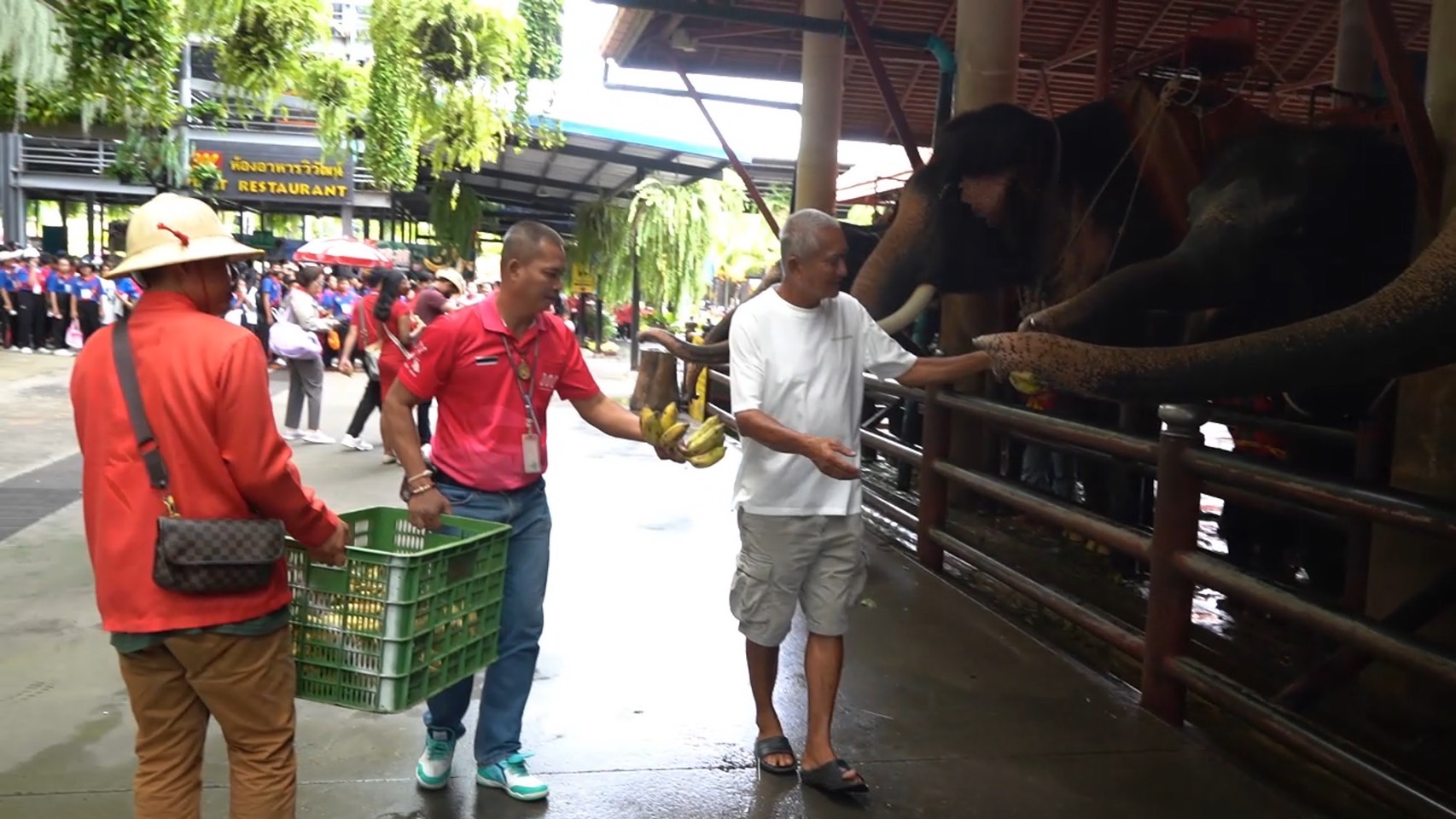 “ตรวจสุขภาพประจำปีช้าง S 8013295