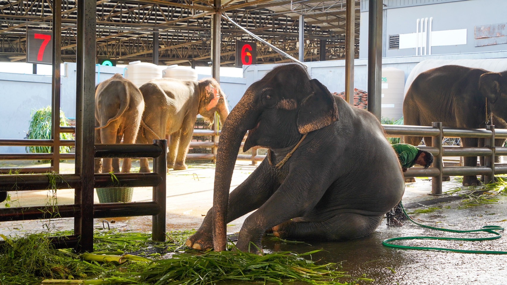 “ตรวจสุขภาพประจำปีช้าง S 8013298