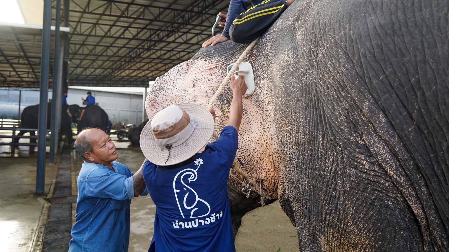 “ตรวจสุขภาพประจำปีช้าง S 8013347