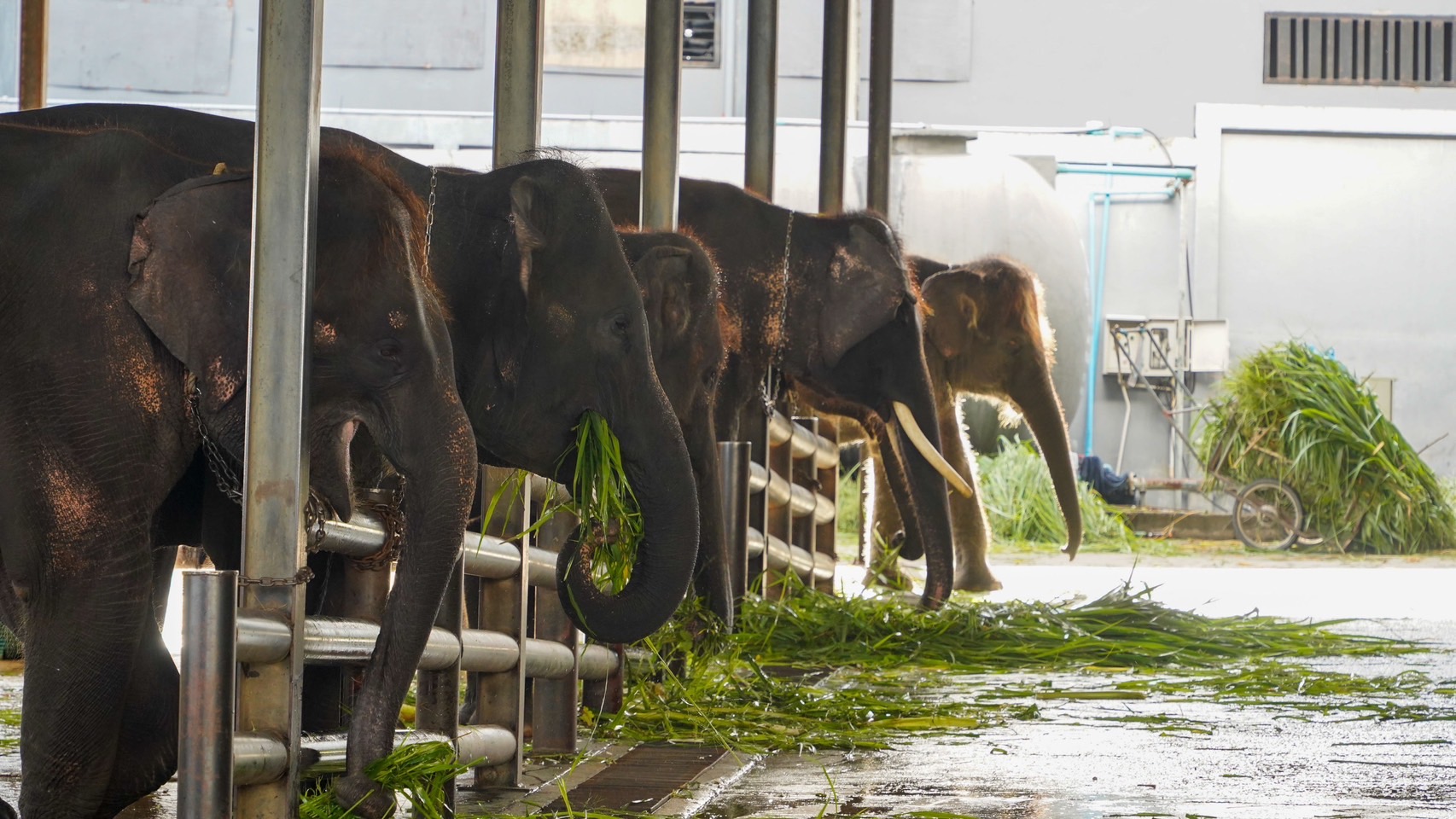 “ตรวจสุขภาพประจำปีช้าง S 8013368