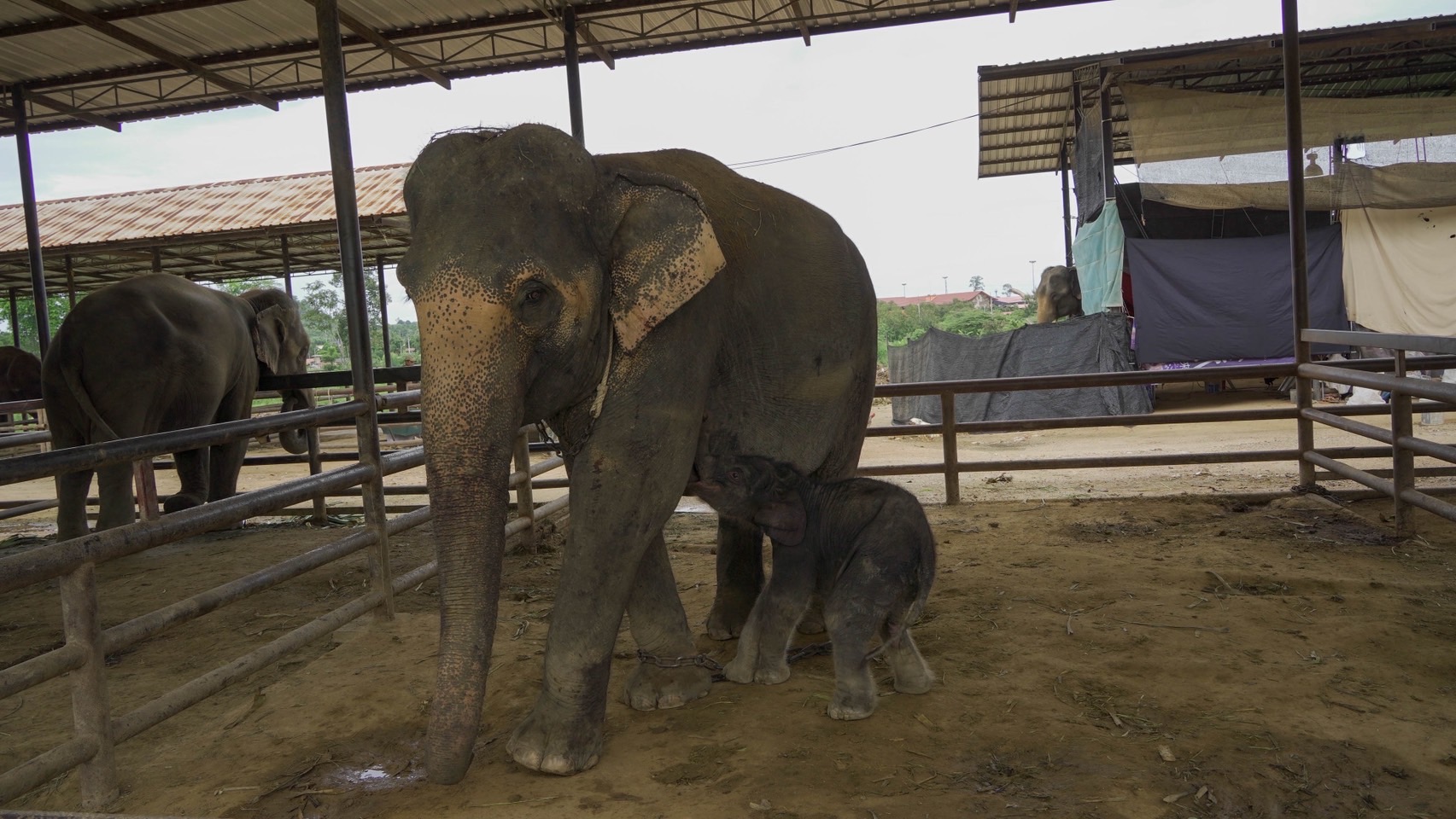 สวนนงนุชพัทยา เร่งด่วน ส่ง “น้ำนมทองคำ” จากแม่ช้าง ช่วยชีวิตลูกช้างป่าพลัดหลง “น้องข้าวต้ม” 3 S 8258925