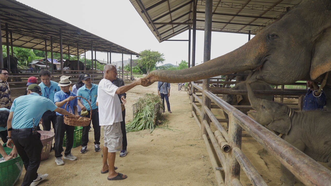สวนนงนุชพัทยา เร่งด่วน ส่ง “น้ำนมทองคำ” จากแม่ช้าง ช่วยชีวิตลูกช้างป่าพลัดหลง “น้องข้าวต้ม” 4 S 8258930