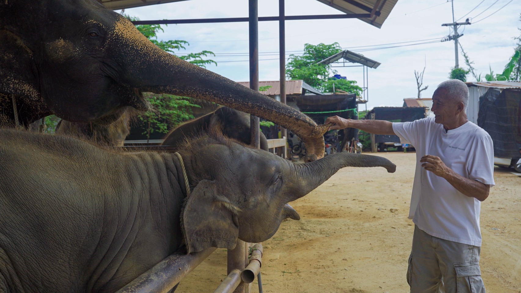 สวนนงนุชพัทยา เร่งด่วน ส่ง “น้ำนมทองคำ” จากแม่ช้าง ช่วยชีวิตลูกช้างป่าพลัดหลง “น้องข้าวต้ม” 5 S 8258947