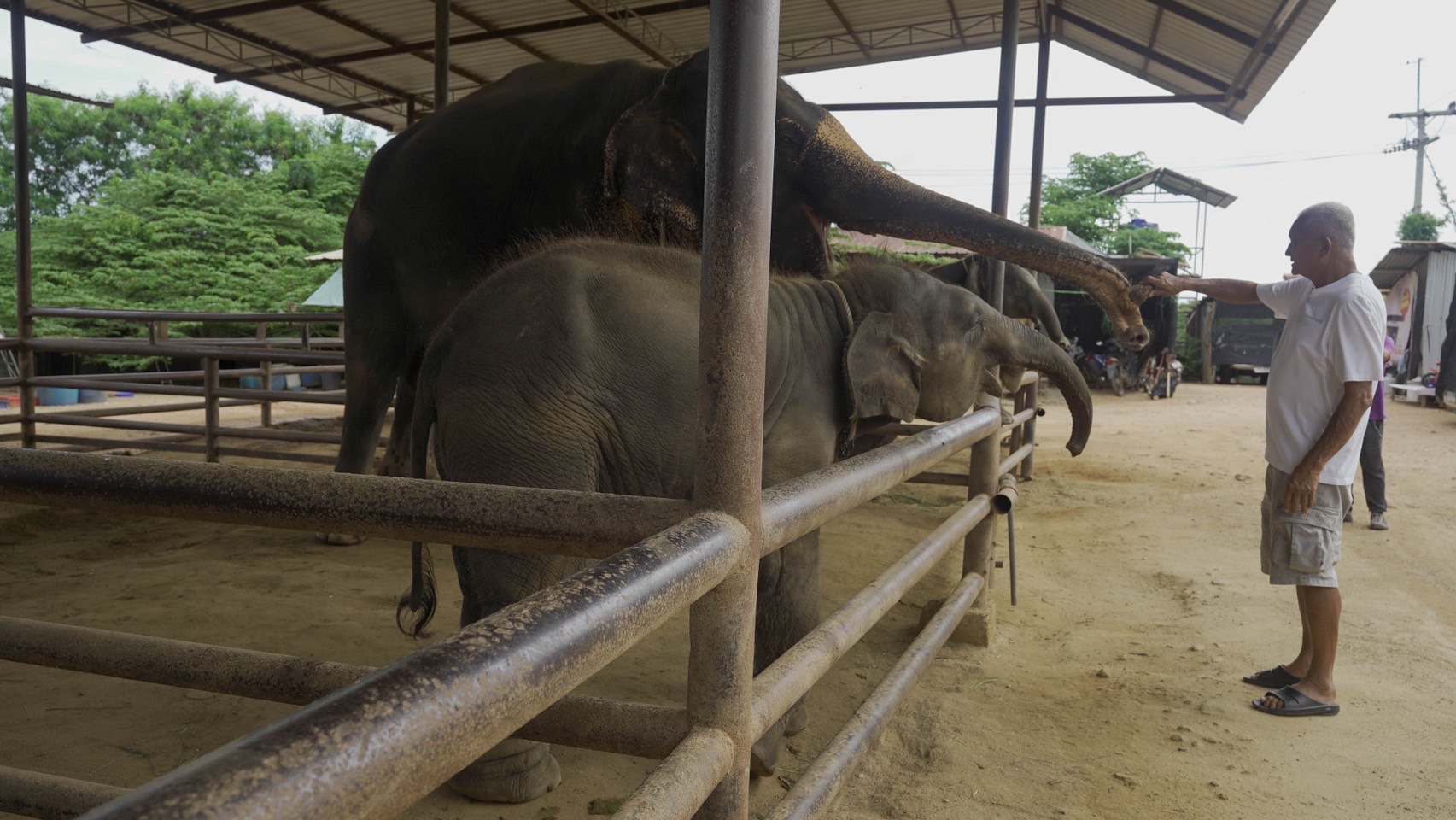 สวนนงนุชพัทยา เร่งด่วน ส่ง “น้ำนมทองคำ” จากแม่ช้าง ช่วยชีวิตลูกช้างป่าพลัดหลง “น้องข้าวต้ม” 6 S 8258964