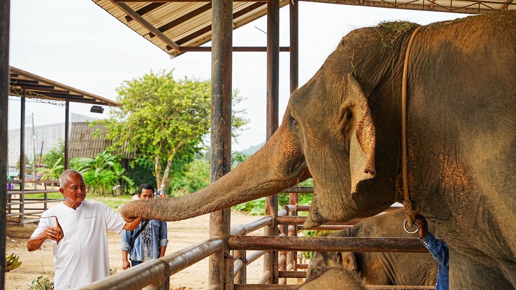 สวนนงนุชพัทยา เร่งด่วน ส่ง “น้ำนมทองคำ” จากแม่ช้าง ช่วยชีวิตลูกช้างป่าพลัดหลง “น้องข้าวต้ม” 7 S 8258979