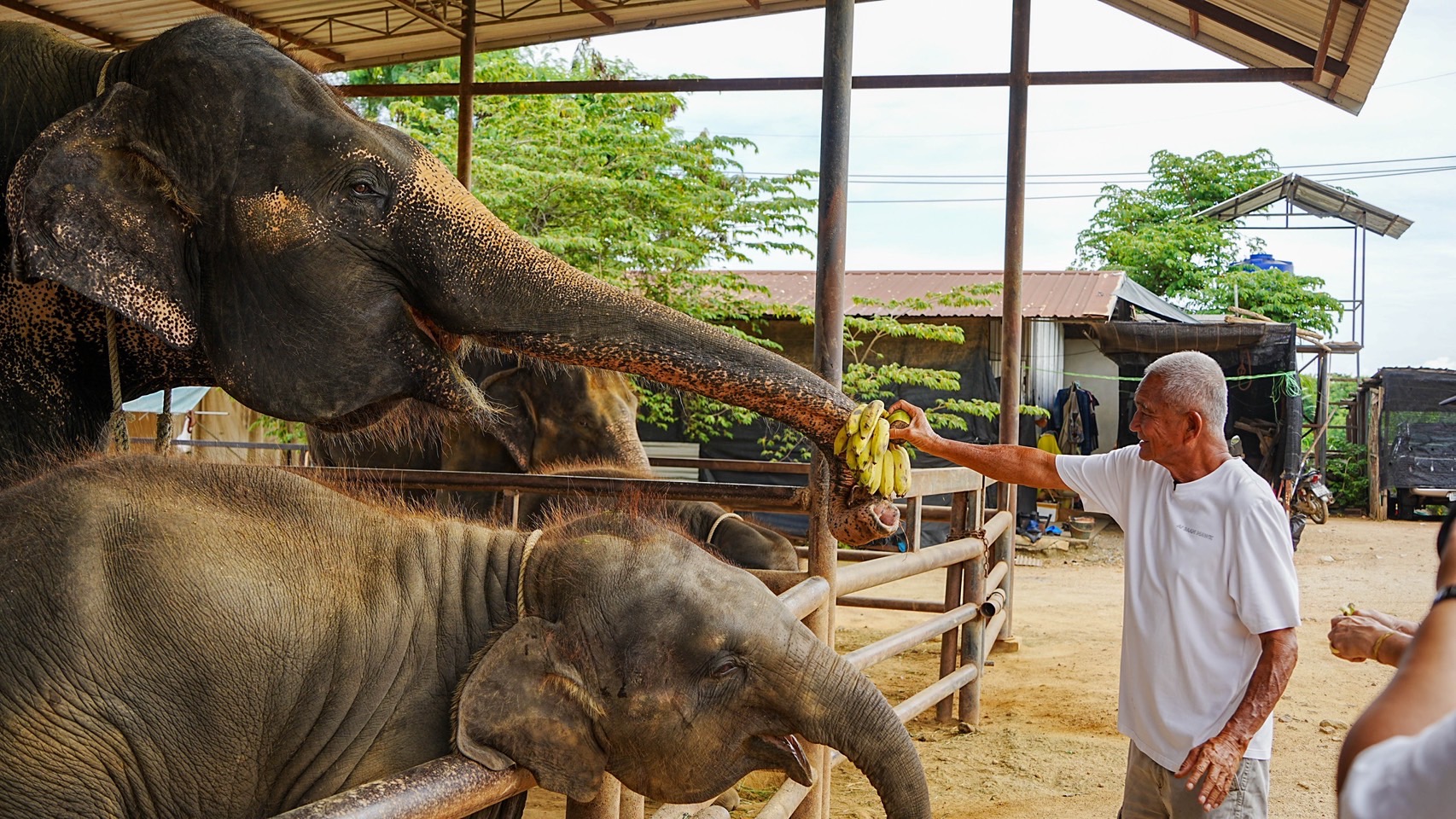 สวนนงนุชพัทยา เร่งด่วน ส่ง “น้ำนมทองคำ” จากแม่ช้าง ช่วยชีวิตลูกช้างป่าพลัดหลง “น้องข้าวต้ม” 8 S 8258987