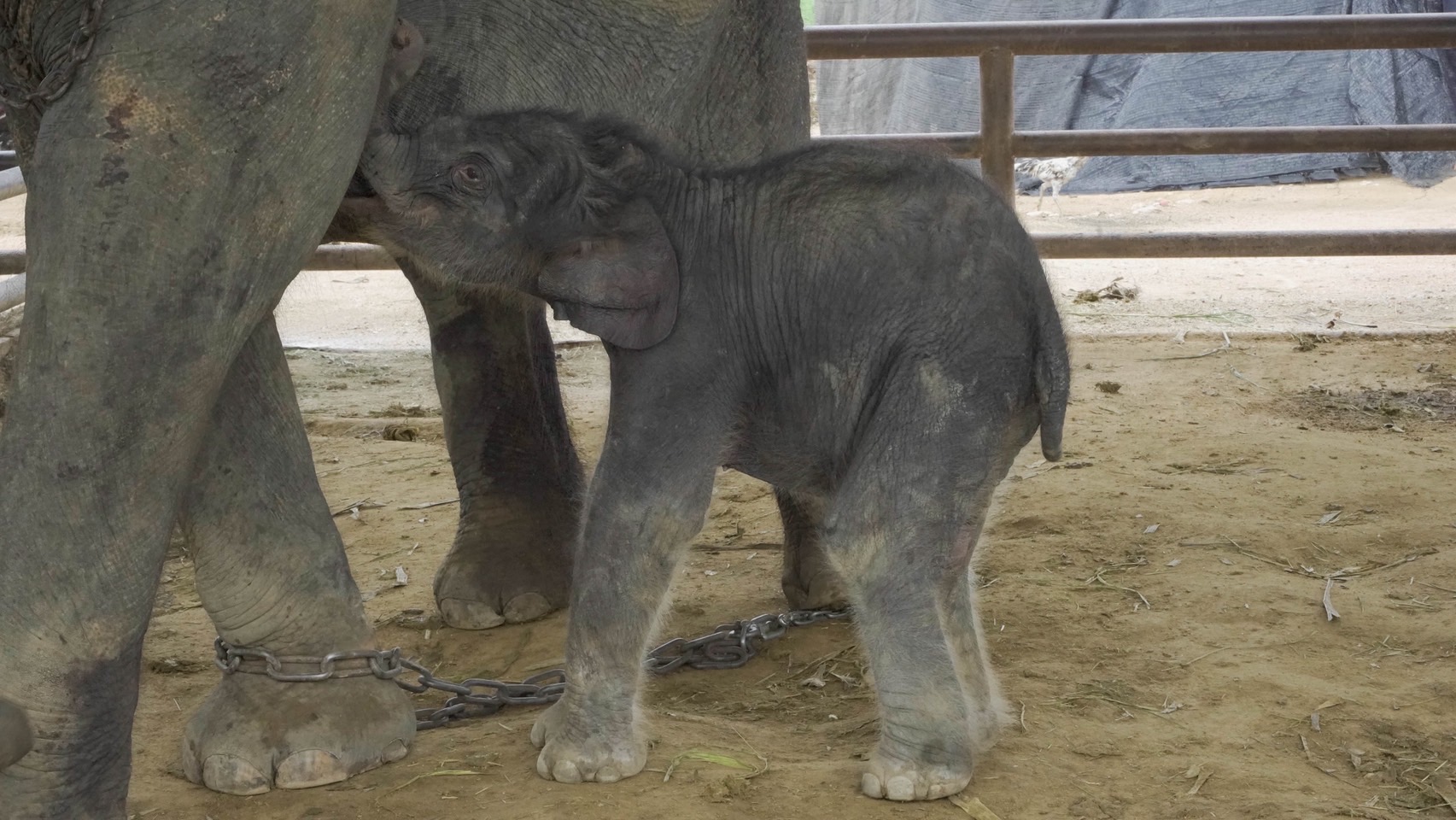 สวนนงนุชพัทยา เร่งด่วน ส่ง “น้ำนมทองคำ” จากแม่ช้าง ช่วยชีวิตลูกช้างป่าพลัดหลง “น้องข้าวต้ม” 9 S 8259005