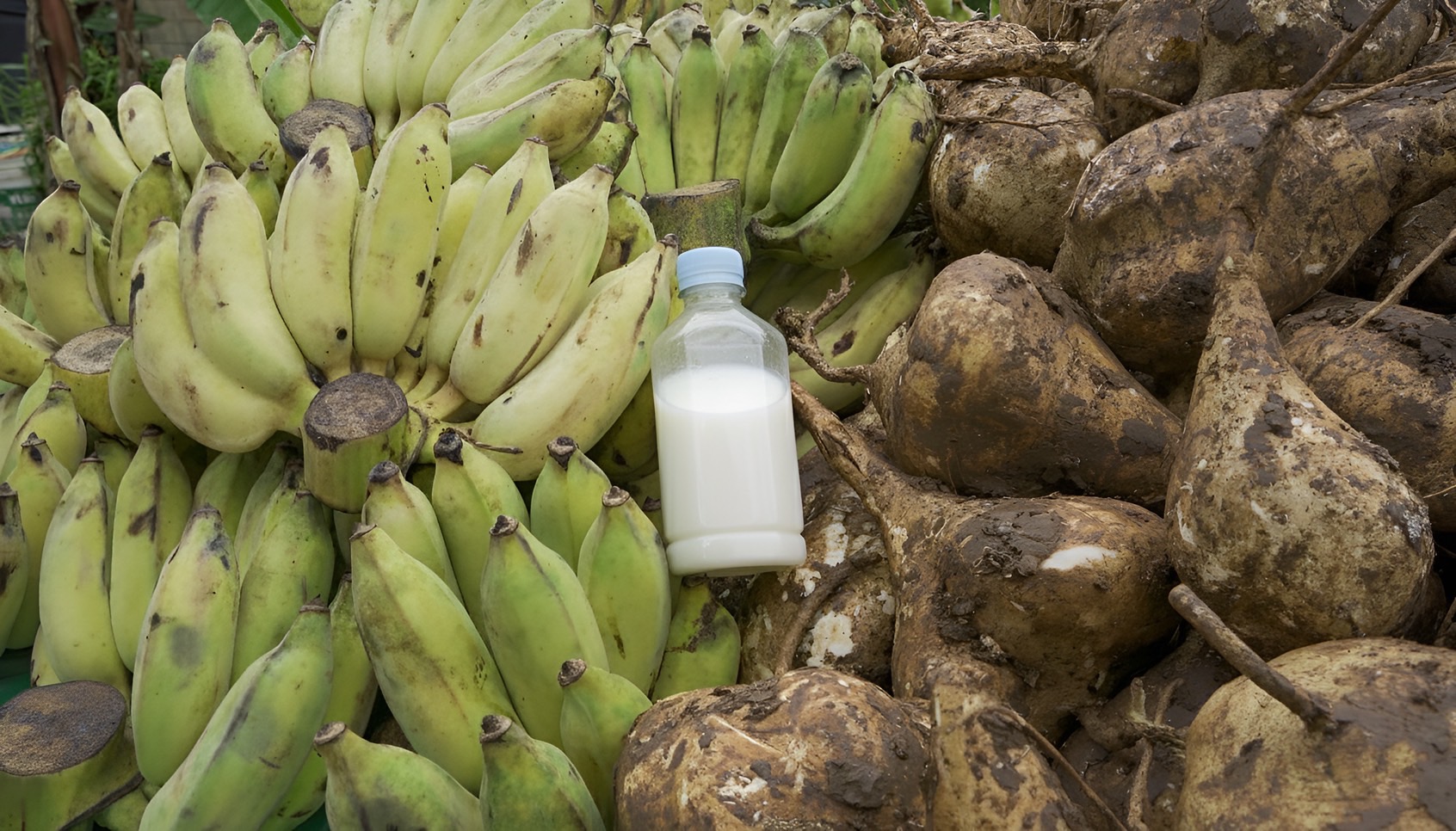 สวนนงนุชพัทยา เร่งด่วน ส่ง “น้ำนมทองคำ” จากแม่ช้าง ช่วยชีวิตลูกช้างป่าพลัดหลง “น้องข้าวต้ม” 10 S 8259021