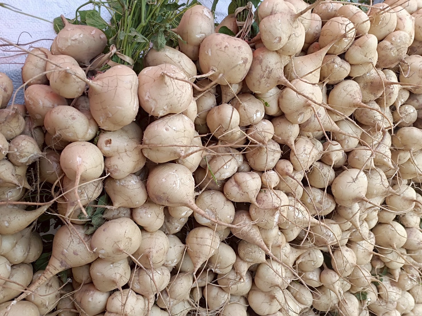 สศท.4 ชู ‘มันแกวบรบือ’ GI จ.มหาสารคาม พืชสร้างรายได้ ยกระดับสู่สินค้าเกษตรมูลค่าสูง 8 S 83353645 0