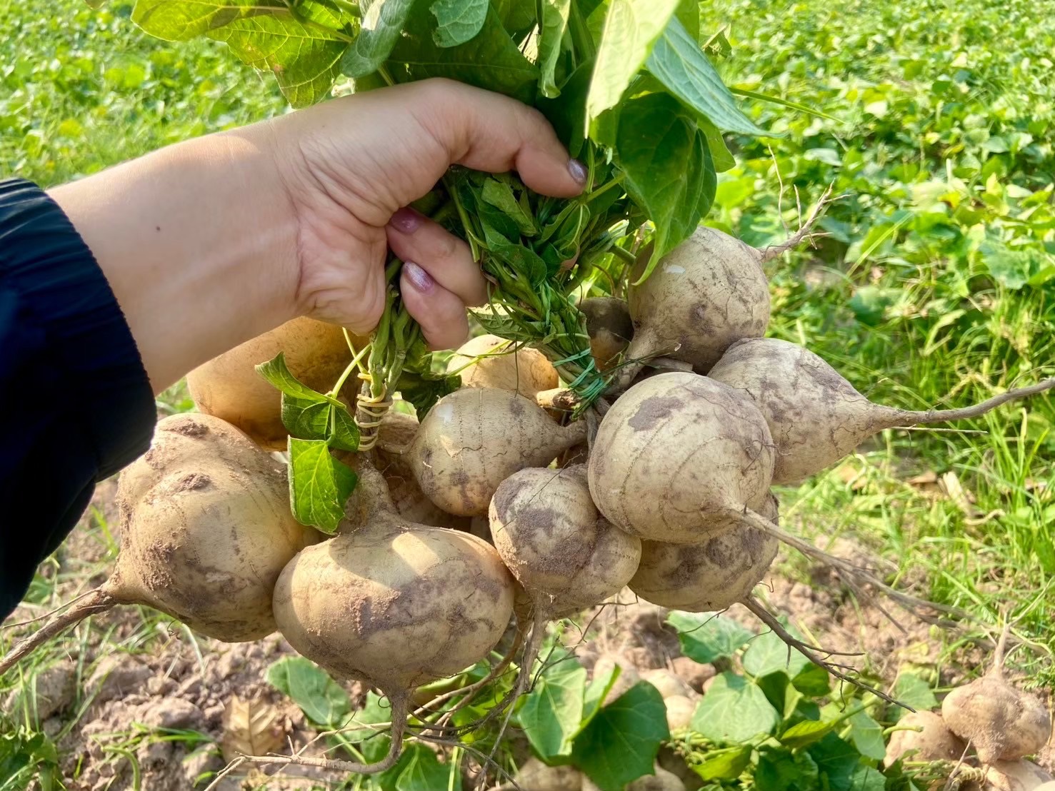 สศท.4 ชู ‘มันแกวบรบือ’ GI จ.มหาสารคาม พืชสร้างรายได้ ยกระดับสู่สินค้าเกษตรมูลค่าสูง 5 S 83353650 0