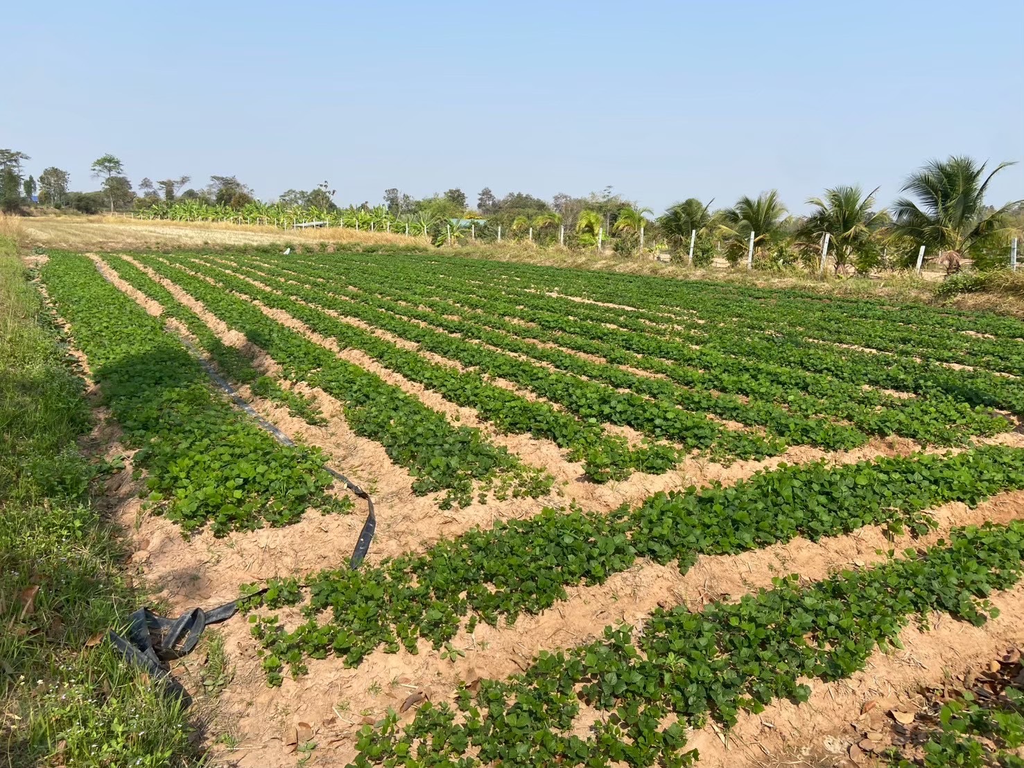 สศท.4 ชู ‘มันแกวบรบือ’ GI จ.มหาสารคาม พืชสร้างรายได้ ยกระดับสู่สินค้าเกษตรมูลค่าสูง 6 S 83353652 0