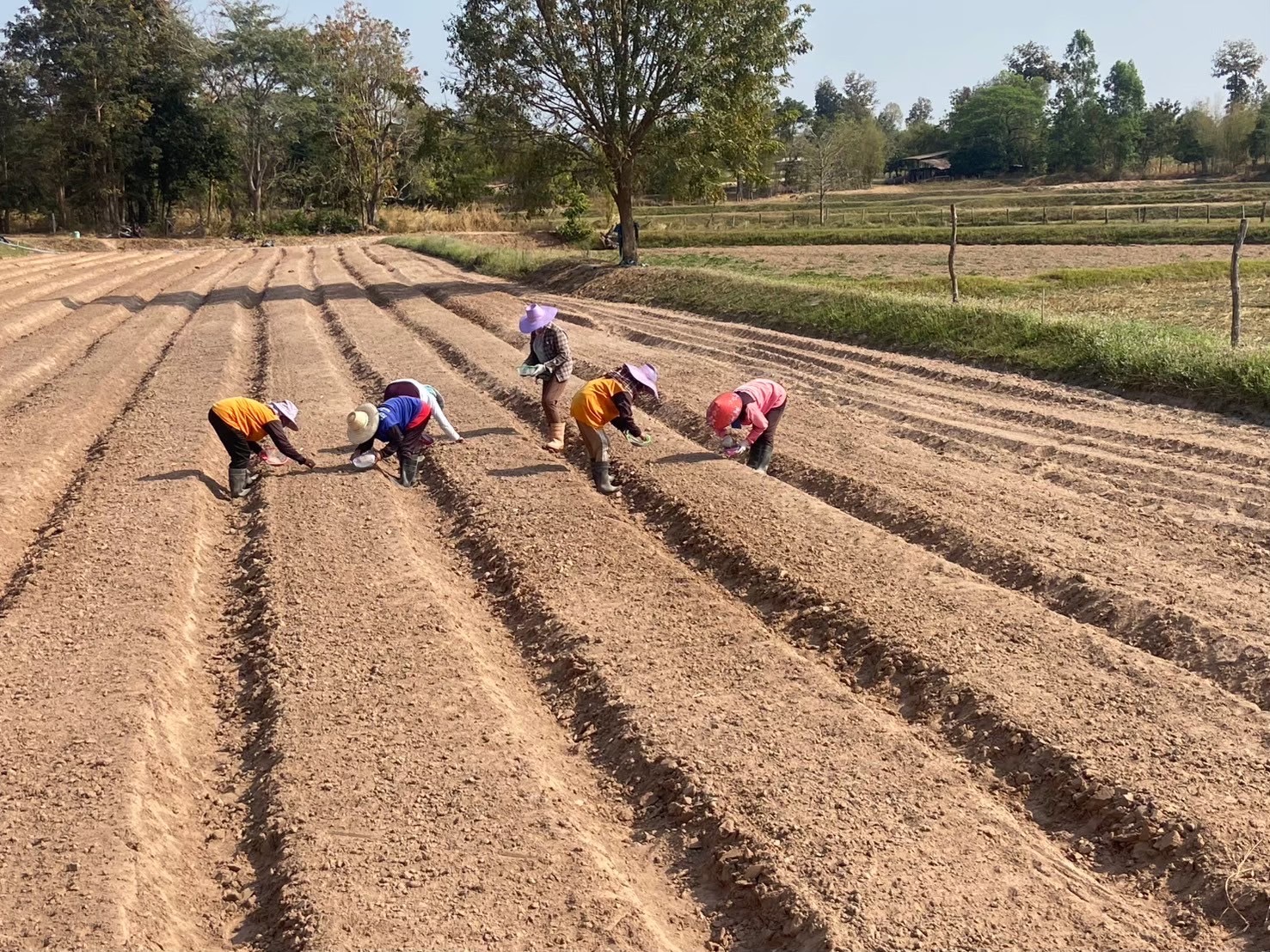 สศท.4 ชู ‘มันแกวบรบือ’ GI จ.มหาสารคาม พืชสร้างรายได้ ยกระดับสู่สินค้าเกษตรมูลค่าสูง 7 S 83353653 0