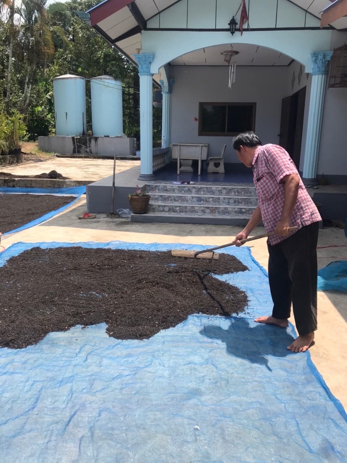 พริกไทย ราคาดีต่อเนื่อง ตลาดต้องการ สศก. คาด ผลผลิตปี 69 รวม 326 ตัน ให้ผลผลิตต่อไร่สูงขึ้น 10 S 85254431