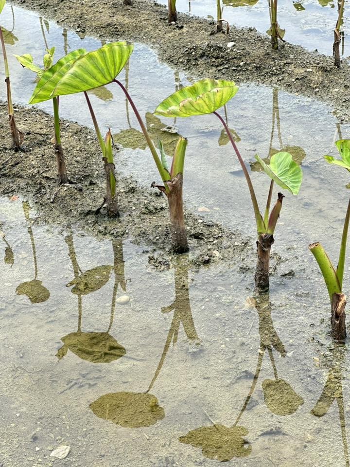 messageImage 1756862527339