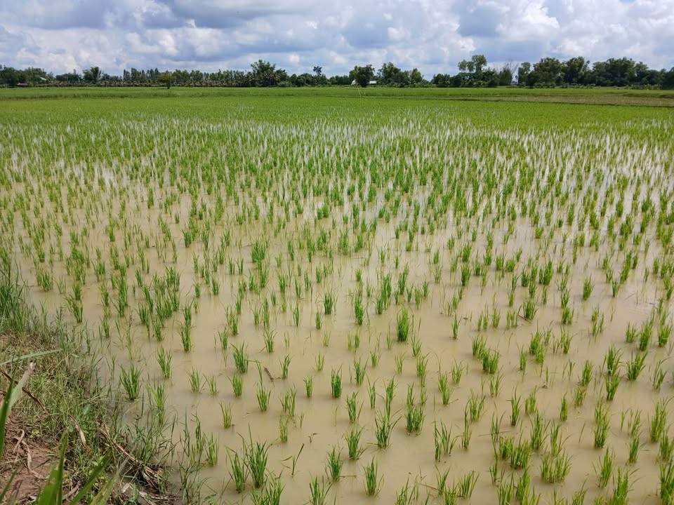 เกษตรอำเภอค้อวังยโสธร ส่งเสริม messageImage 1756890635854