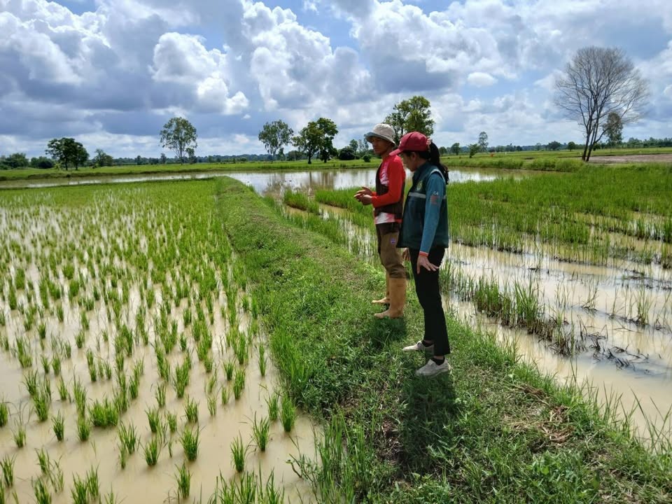 เกษตรอำเภอค้อวังยโสธร ส่งเสริม messageImage 1756890655181