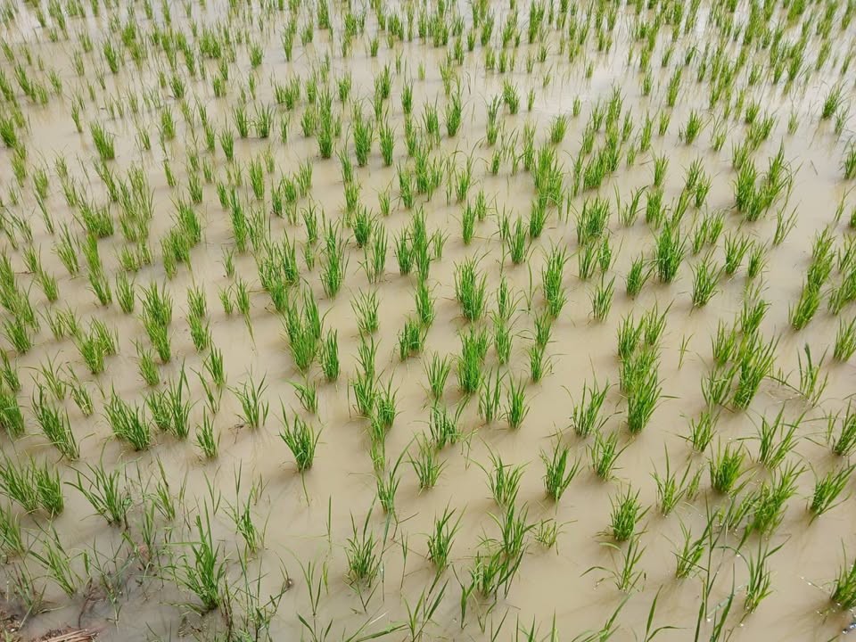 เกษตรอำเภอค้อวังยโสธร ส่งเสริม messageImage 1756890663964