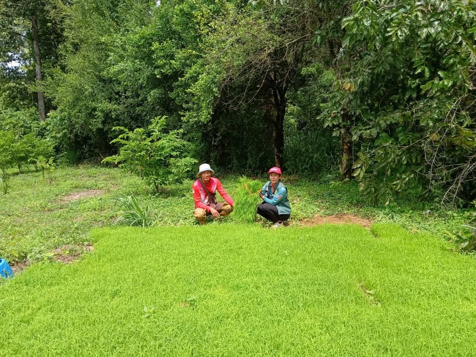 เกษตรอำเภอค้อวังยโสธร ส่งเสริม messageImage 1756890693833