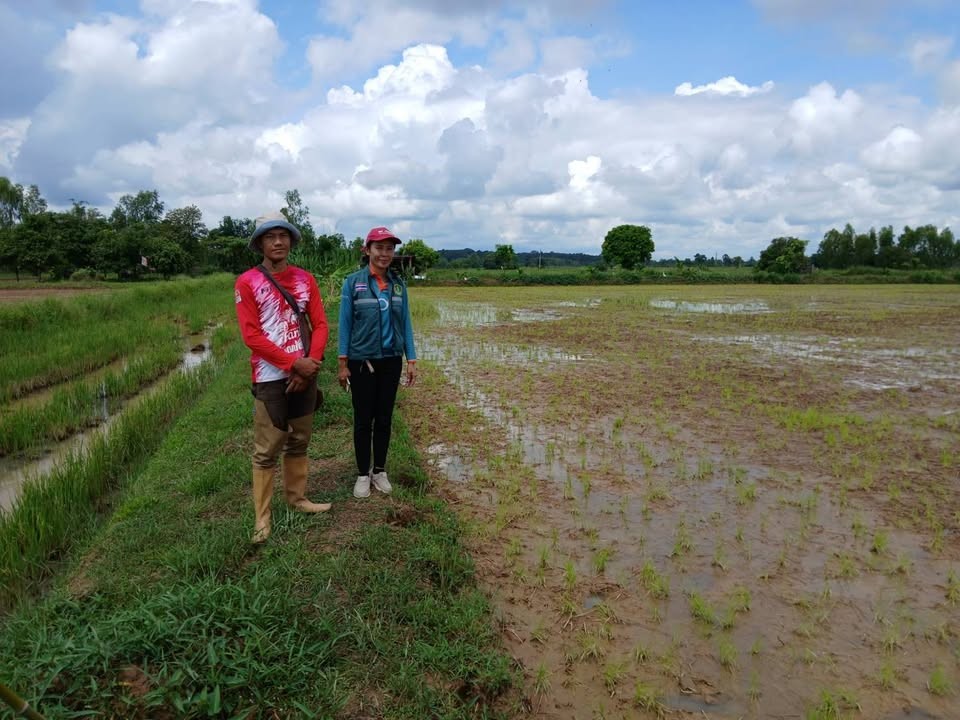 เกษตรอำเภอค้อวังยโสธร ส่งเสริม messageImage 1756890701273