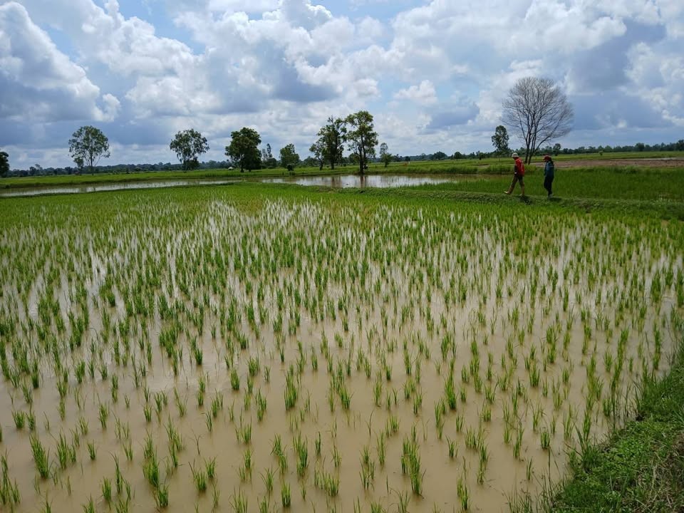 เกษตรอำเภอค้อวังยโสธร ส่งเสริม messageImage 1756890708843