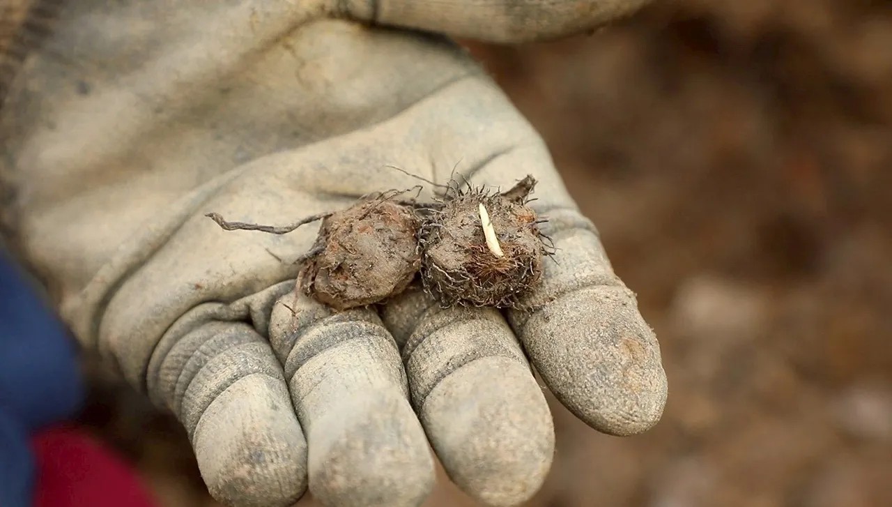 กรมทรัพย์สินทางปัญญา ขึ้นทะเบียน GI “แป้งแห้วนาหนองกุลาพิษณุโลก” แป้งแห้วคุณภาพจากผืนนา สีขาวนวล เนื้อละเอียด มีเอกลักษณ์เฉพาะตัวตามธรรมชาติ อัตลักษณ์ภูมิปัญญากว่า 130 ปี หนุนชาวบ้านปลูกแห้วนา แทนการปลูกข้าว สร้างรายได้ 2 ทาง 4 messageImage 1758007723037