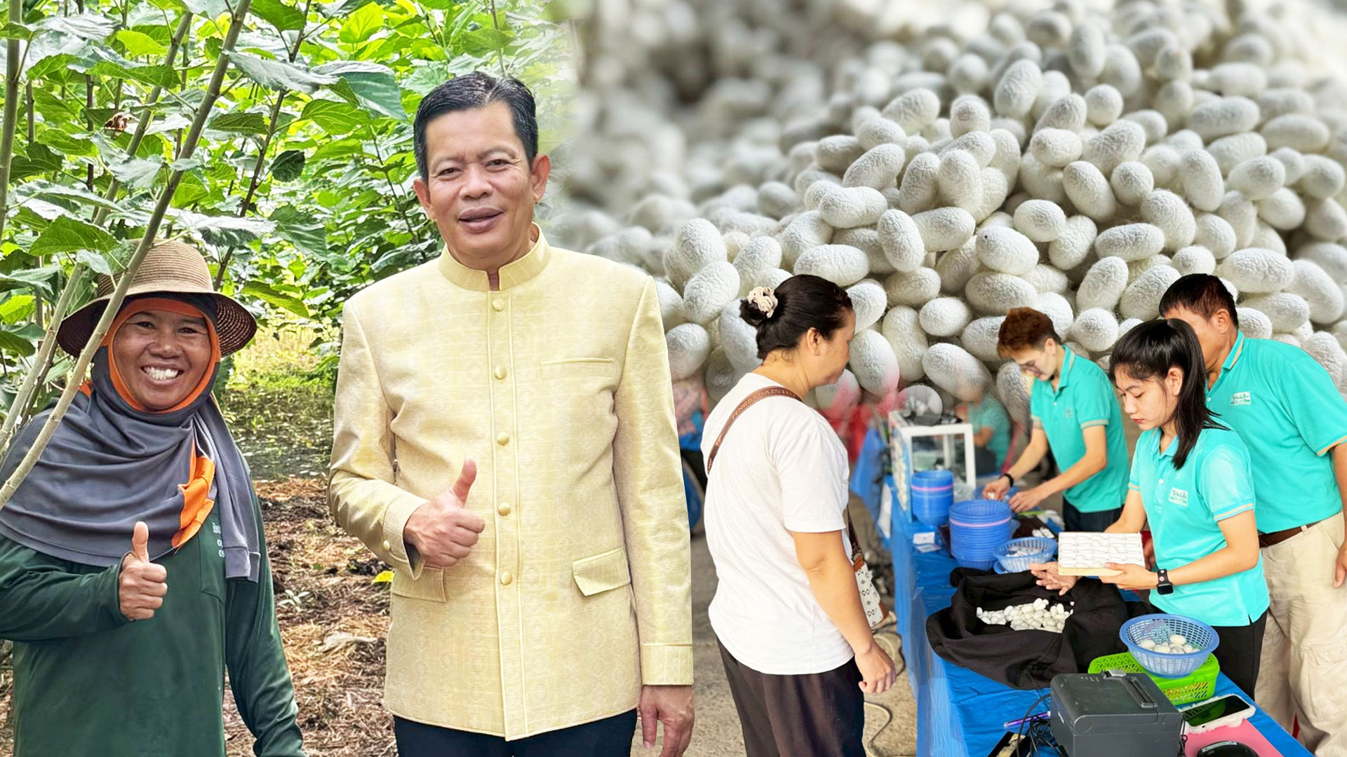 กรมหม่อนไหมหนุนเกษตรกร ปลูกหม่อนเลี้ยงไหม ส่ง เอกชนกลุ่มตลาดไหมอุตสาหกรรม สร้างทางเลือกใหม่ ที่มั่นคงให้เกษตรกรเมืองชัยภูมิ มีรายได้เดือนละกว่า 90,000 บาท ต่อครัวเรือน 1 กรมหม่อนไหม2สส