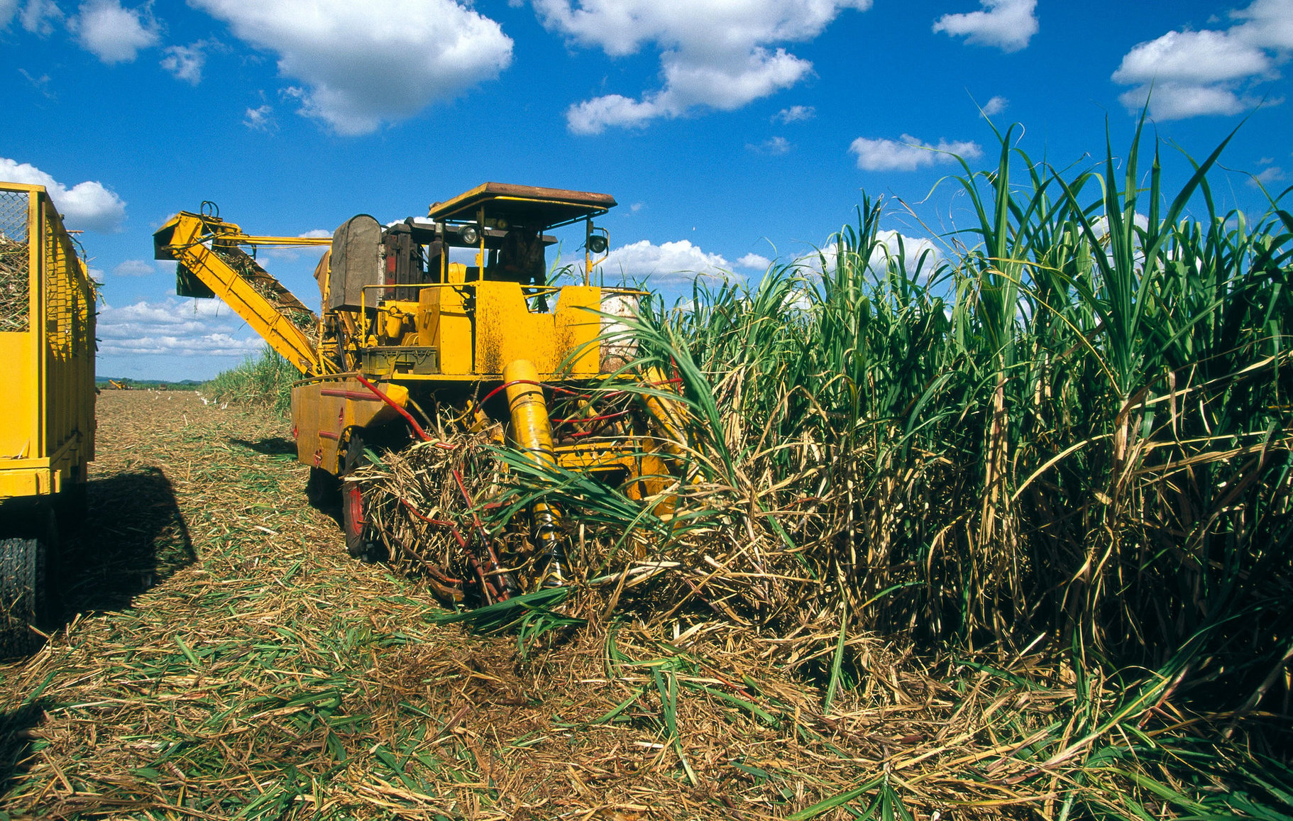 นวัตกรรมชีวภาพซินเจนทา พลังขับเคลื่อนอ้อยไทยสู่เวทีโลก 5 การเก็บเกี่ยวอ้อย