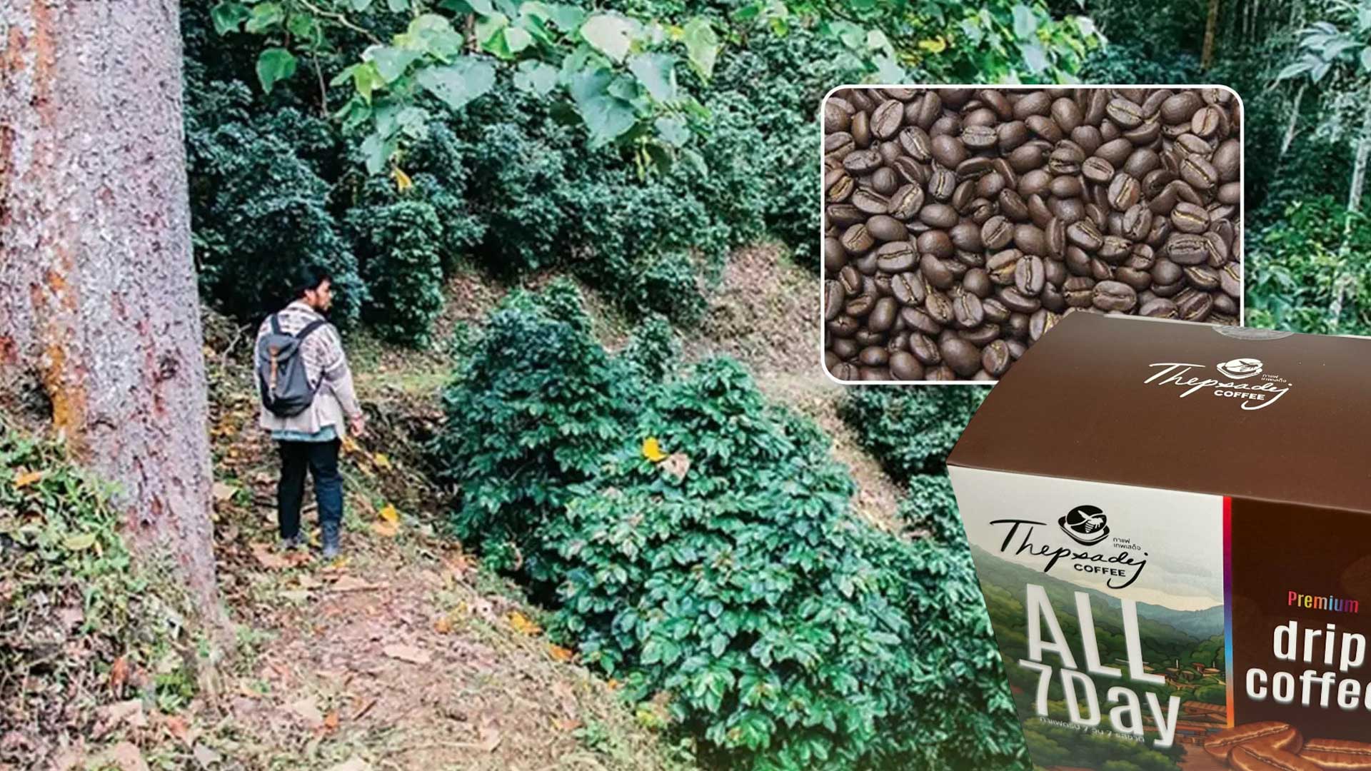 กาแฟเทพเสด็จ3