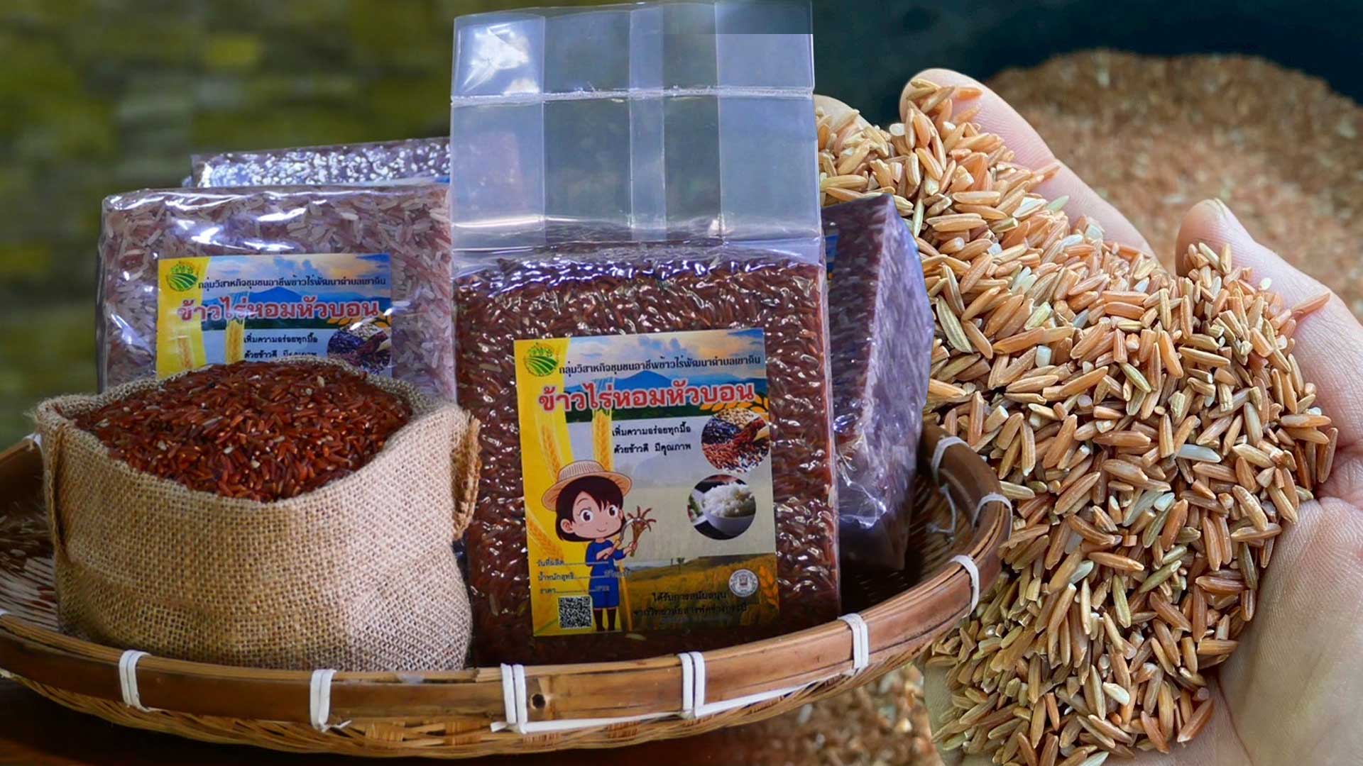 กรมทรัพย์สินทางปัญญา เดินหน้าขึ้นทะเบียน GI “ข้าวไร่หอมหัวบอนกระบี่” กลิ่นหอมเผือกเฉพาะตัว เอกลักษณ์โดดเด่น สร้างรายได้ให้ชุมชนกว่า 66 ล้านบาท 1 ขึ้นทะเบียน GI2