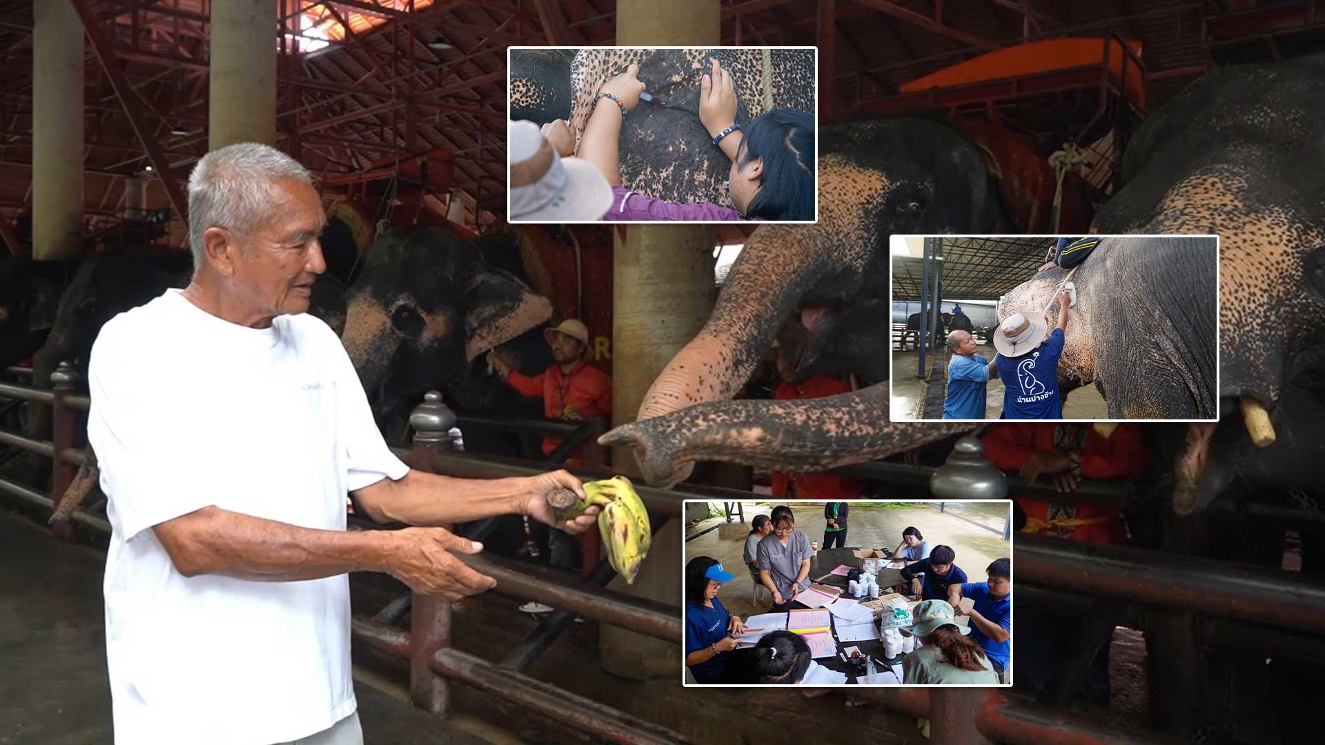 “ตรวจสุขภาพประจำปีช้าง ตรวจสุขภาพประจำปีช้า3