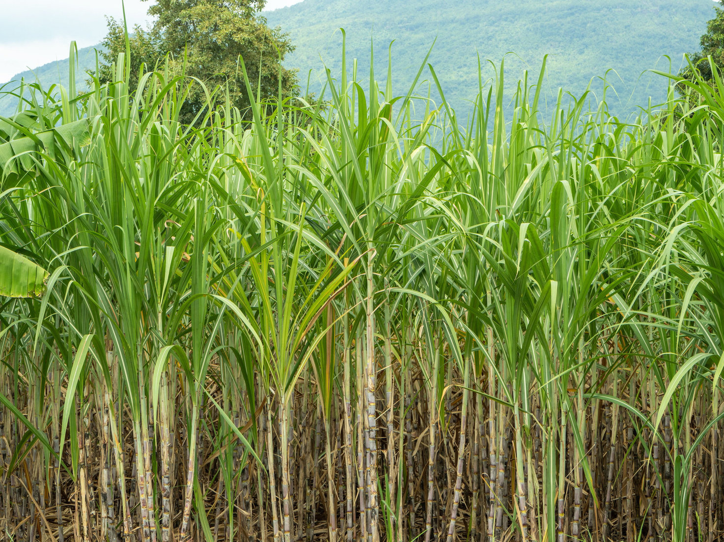 นวัตกรรมชีวภาพซินเจนทา พลังขับเคลื่อนอ้อยไทยสู่เวทีโลก 4 ต้นอ้อยที่สมบูรณ์เตรียมพร้อมเก็บเกี่ยว