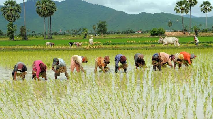 เปิดไทม์ไลน์ ธ.ก.ส. โอนเงินไร่ละพัน ให้เกษตรกร วันนี้เริ่มต้น 769,461 ราย เป็นเงิน 6,280 ล้านบาท 2 ทำนา 7