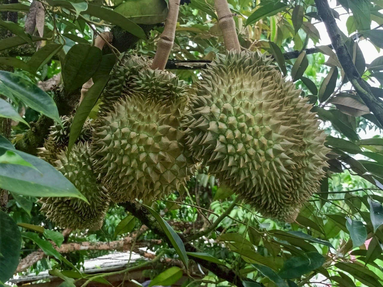 สศก.ชี้โครงการยกระดับมาตรฐานฯ ดันมูลค่าสินค้าเกษตรปลอดภัยเพิ่มขึ้นเกือบ 20% 3 ทุเรียน