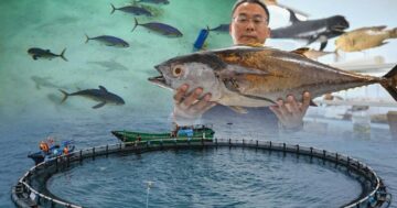 ทูน่าครีบเหลือง3