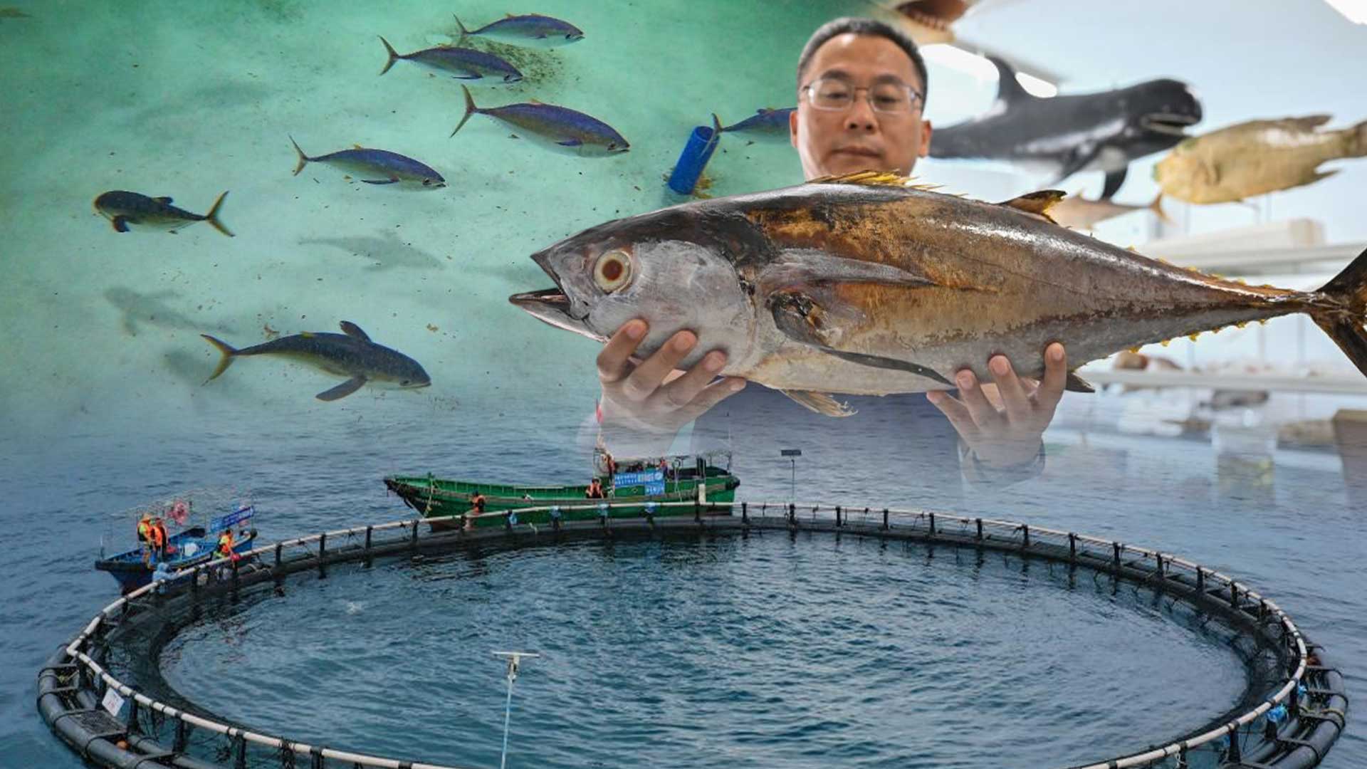 นักวิจัยจีนเพาะเลี้ยง 'ทูน่าครีบเหลือง' สำเร็จ ก่อตั้งฐานสาธิตกลางทะเล แห่งแรกของประเทศ 1 ทูน่าครีบเหลือง3