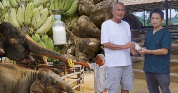 น้ำนมทองคำ3