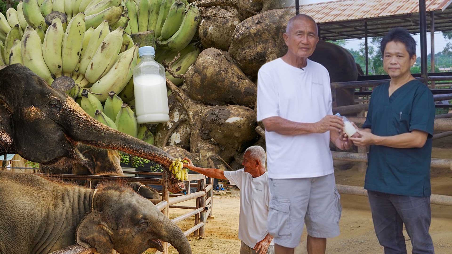 สวนนงนุชพัทยา เร่งด่วน ส่ง “น้ำนมทองคำ” จากแม่ช้าง ช่วยชีวิตลูกช้างป่าพลัดหลง “น้องข้าวต้ม” 1 น้ำนมทองคำ3