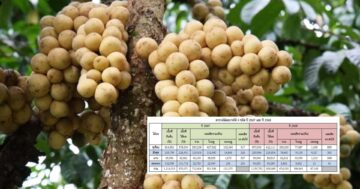 ปุจฉา ผลผลิตต่อไร่ลองกอง3