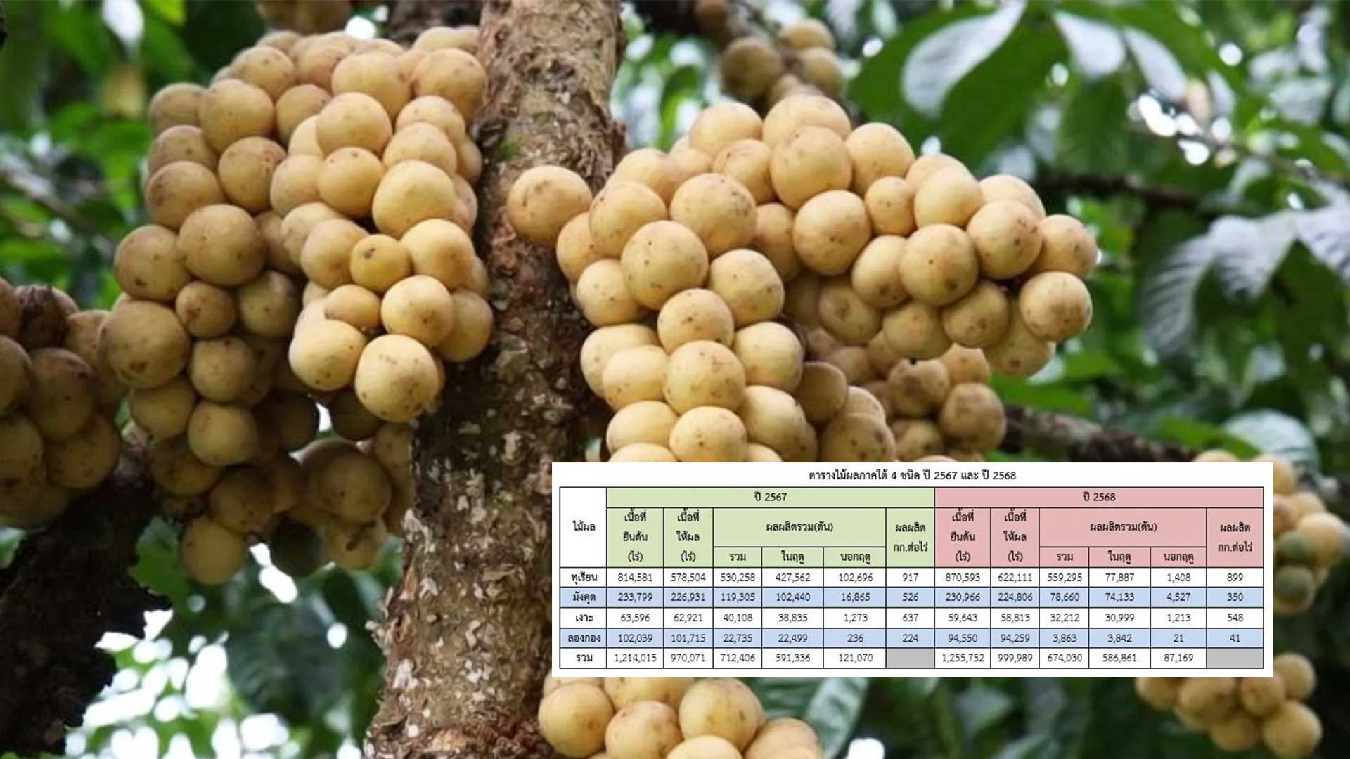 ปุจฉา ผลผลิตต่อไร่ของลองกอง ผลไม้ภาคใต้ ปี 2567/2568 1 ปุจฉา ผลผลิตต่อไร่ลองกอง3