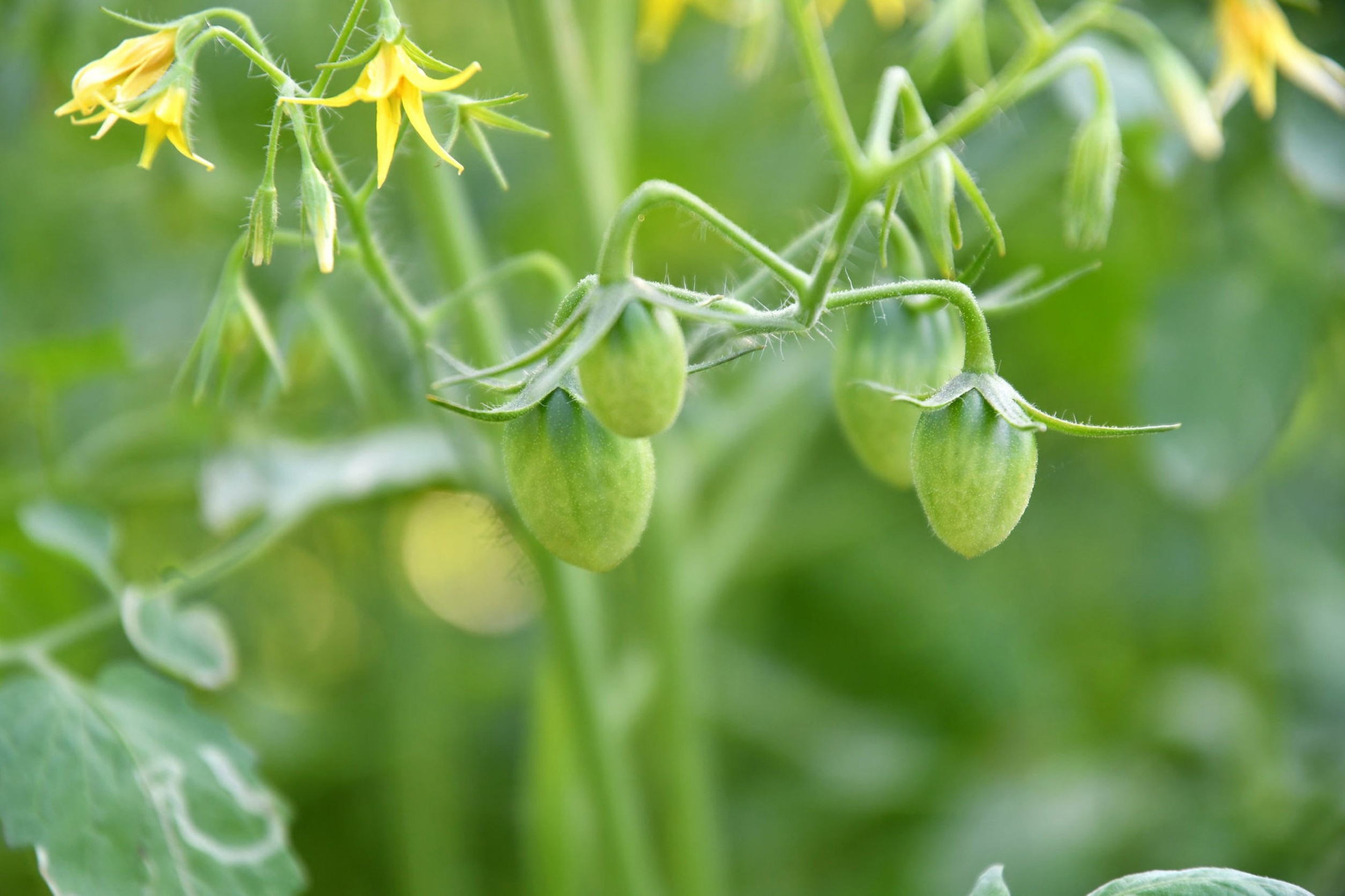 “ซินเจนทา” เปิดโรงงานบรรจุ “ผลิตภัณฑ์ทางชีวภาพ” แห่งแรกในไทย หน้าประวัติศาสตร์ใหม่ของภาคการเกษตรไทยสู่ศูนย์กลางนวัตกรรมการเกษตรที่ยั่งยืน 7 ผลผลิตของมะเขือจากการใช้ผลิตภัณฑ์ทางชีว
