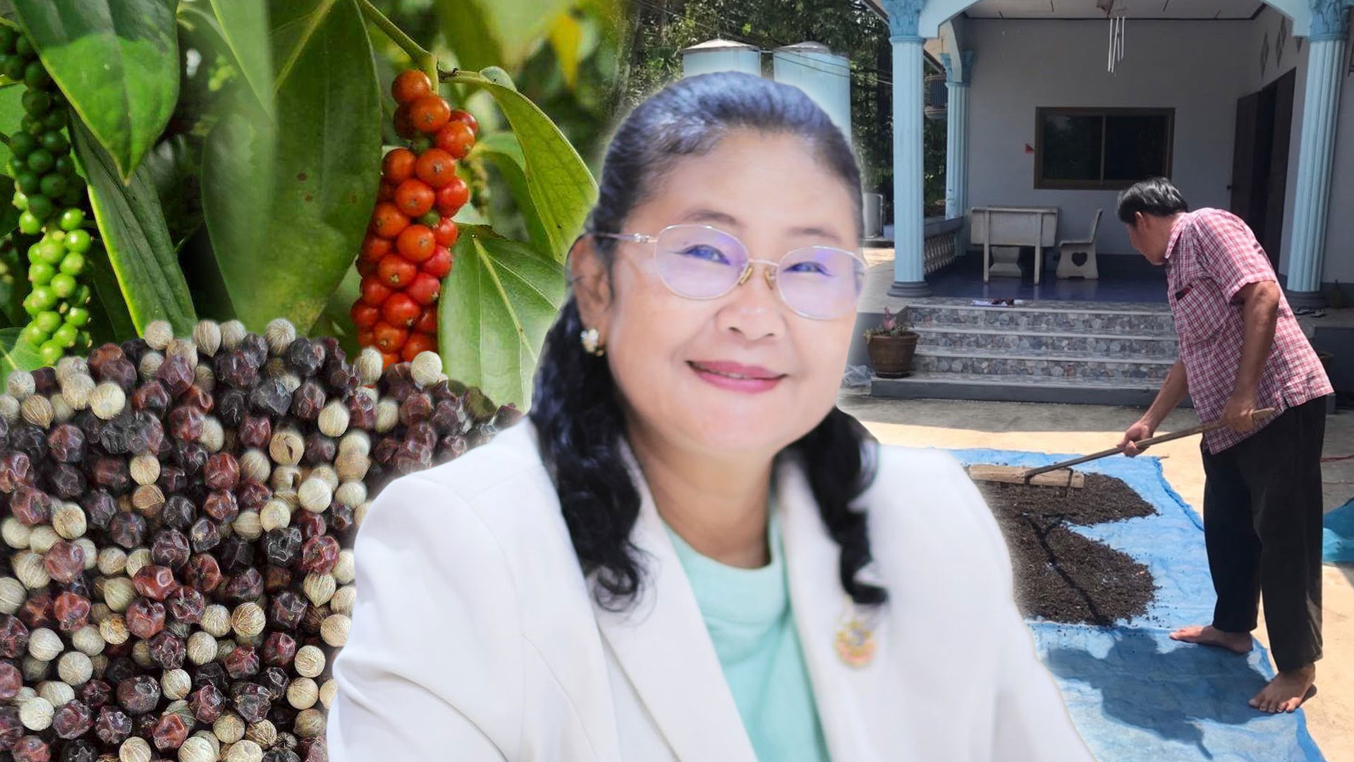 พริกไทย ราคาดีต่อเนื่อง ตลาดต้องการ สศก. คาด ผลผลิตปี 69 รวม 326 ตัน ให้ผลผลิตต่อไร่สูงขึ้น 1 พริกไทย2