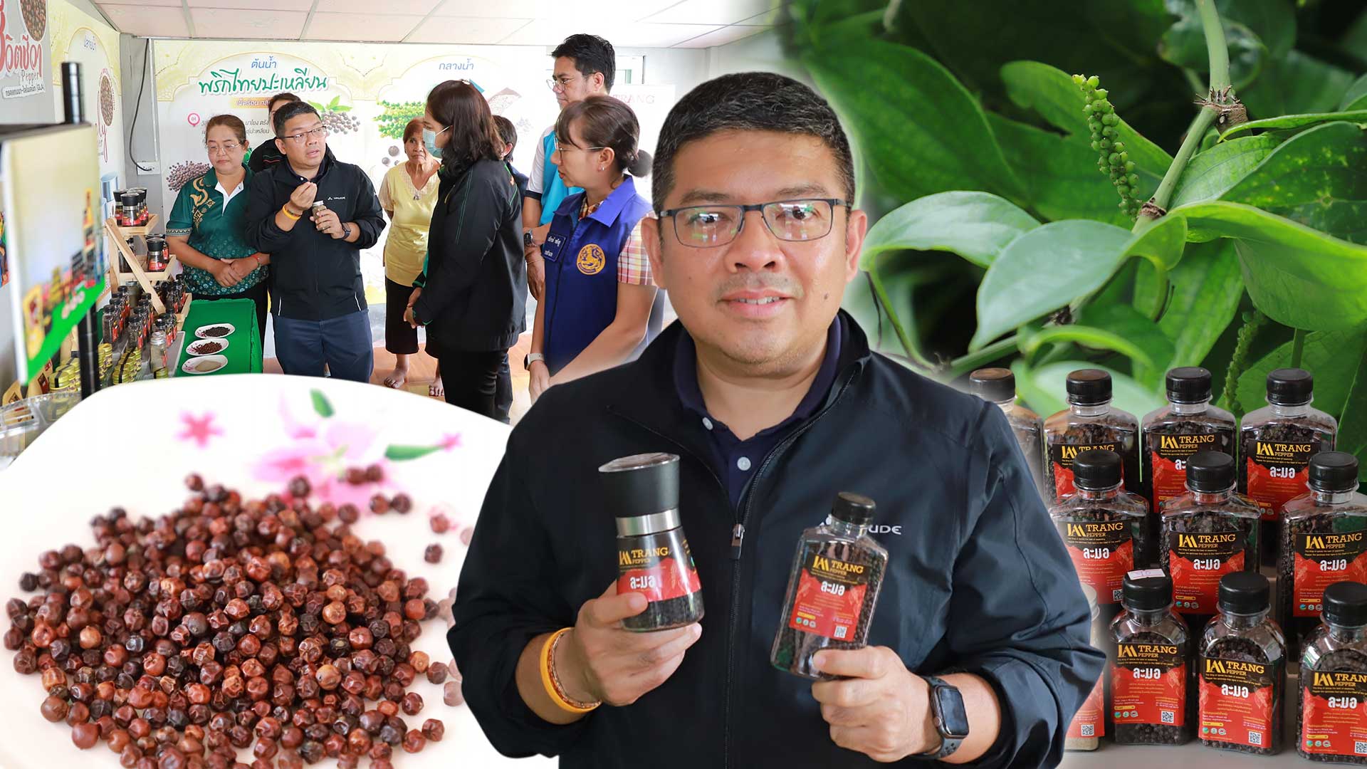 กรมส่งเสริมการเกษตร สร้างมูลค่าเพิ่มพริกไทยปะเหลียน พริกไทยอัตลักษณ์ของจังหวัดตรัง 1 พริกไทยปะเหลียน3