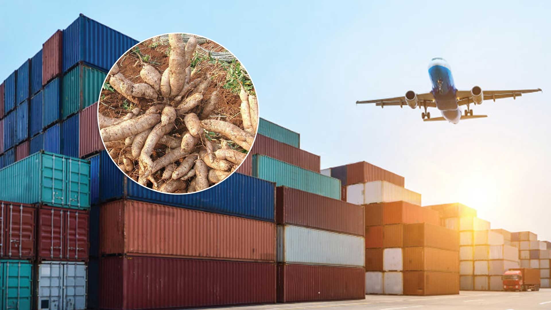 พาณิชย์เปิดยอดส่งออกมันสำปะหลัง 8 เดือน เติบโตกว่า 36% ย้ำ เดินหน้าผลักดันส่งออกต่อเนื่อง 1 พาณิชย์3