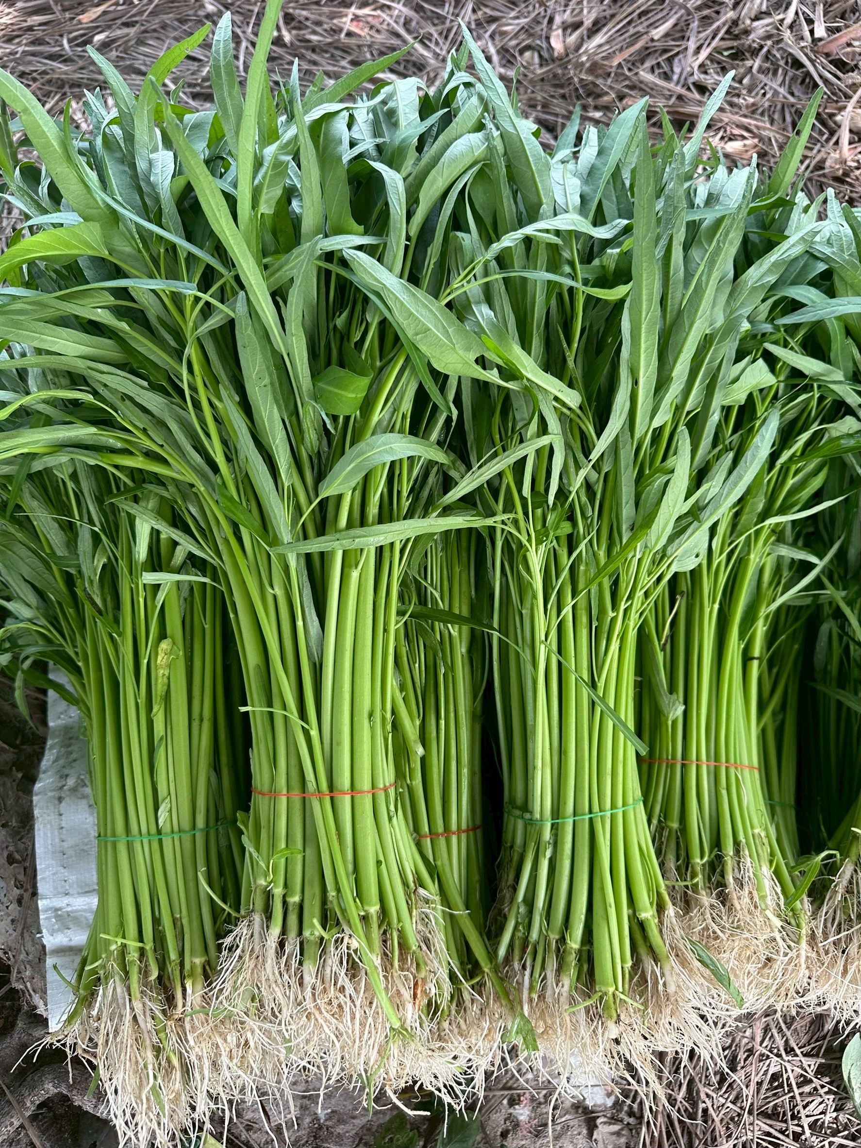 สศก.ชี้โครงการยกระดับมาตรฐานฯ ดันมูลค่าสินค้าเกษตรปลอดภัยเพิ่มขึ้นเกือบ 20% 6 พืชผัก