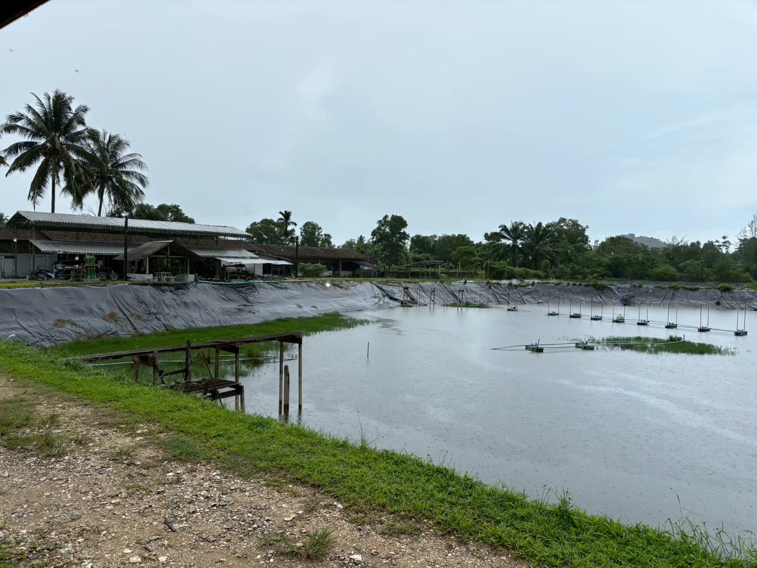 สศก.ชี้โครงการยกระดับมาตรฐานฯ ดันมูลค่าสินค้าเกษตรปลอดภัยเพิ่มขึ้นเกือบ 20% 7 ฟาร์มกุ้ง
