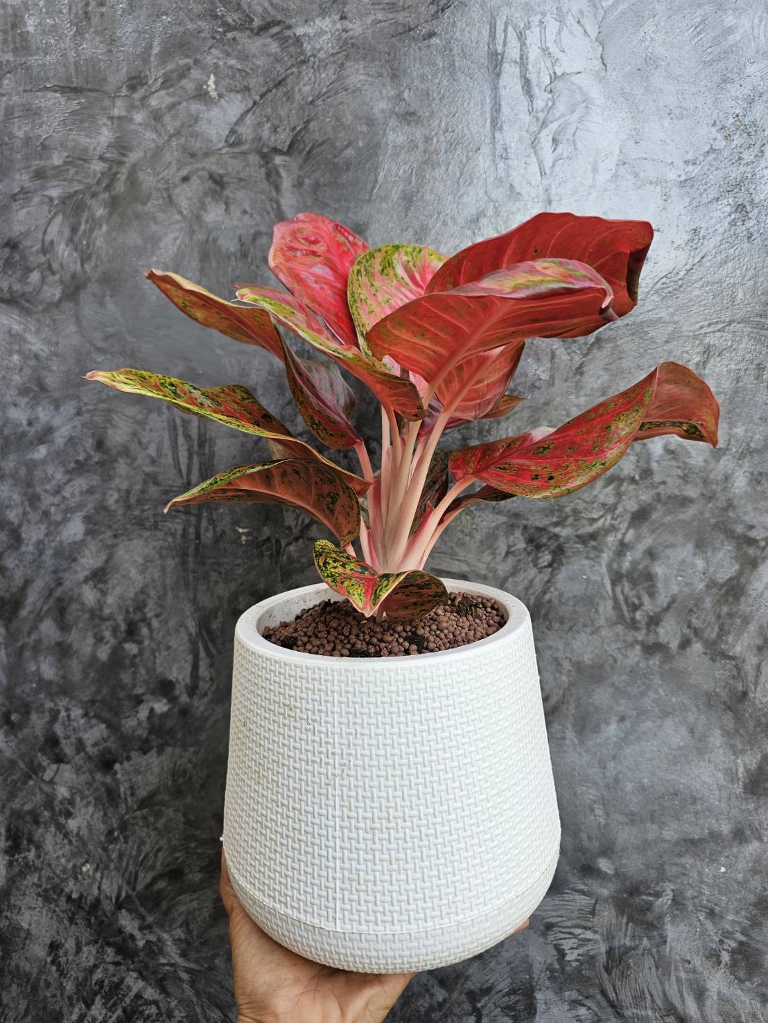 กรมส่งเสริมการเกษตรเผยผลสำเร็จเกษตรมูลค่าสูง ปี 2568 รายได้เฉลี่ย 2.88 เท่า เดินหน้าต่อเนื่องสู่ปี 2569 สู่เป้าหมายเกษตรกรมีรายได้เพิ่มขึ้น 3 เท่า ในปี 2570 8 ภาพกสก8 0