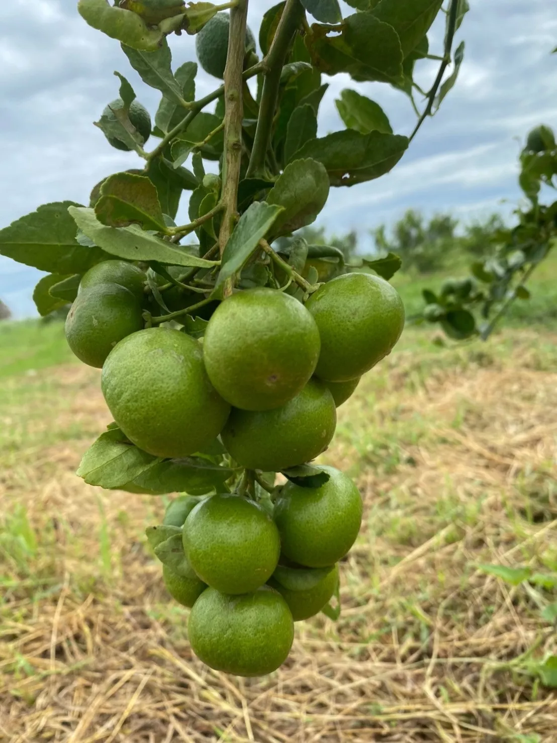 มะนาวพันธุ์ดี “กวก. พิจิตร 2” เมล็ดน้อย เปลือกบาง โตไว ให้ผลผลิตเร็ว ตอบโจทย์โดนใจเกษตรกร 2 มะนาว 1