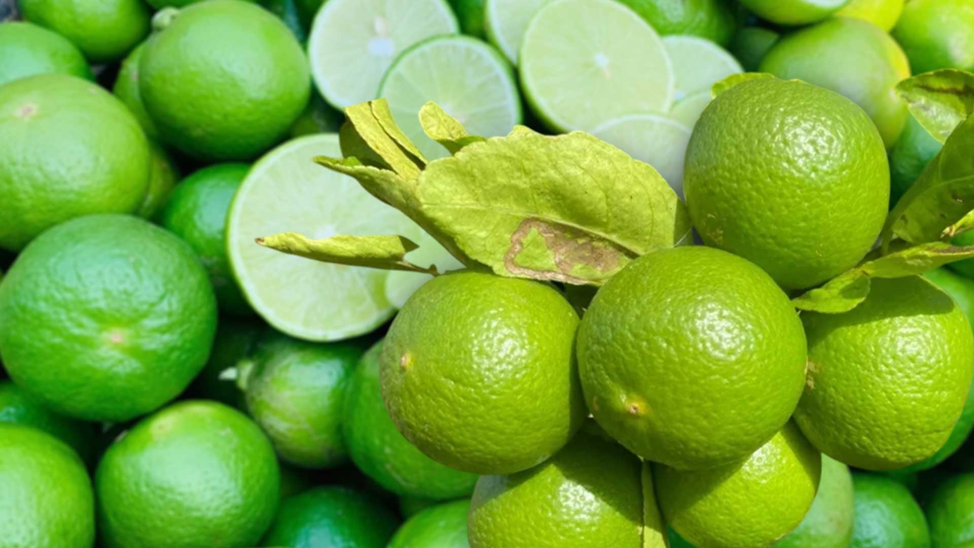 มะนาวพันธุ์ดี “กวก. พิจิตร 2” เมล็ดน้อย เปลือกบาง โตไว ให้ผลผลิตเร็ว ตอบโจทย์โดนใจเกษตรกร 1 มะนาวพันธุ์ดี3