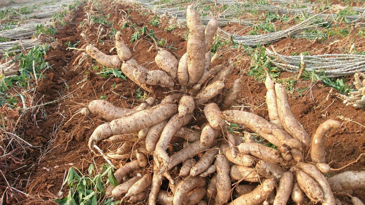 พาณิชย์เปิดยอดส่งออกมันสำปะหลัง 8 เดือน เติบโตกว่า 36% ย้ำ เดินหน้าผลักดันส่งออกต่อเนื่อง 2 มันสำปะหลัง 4