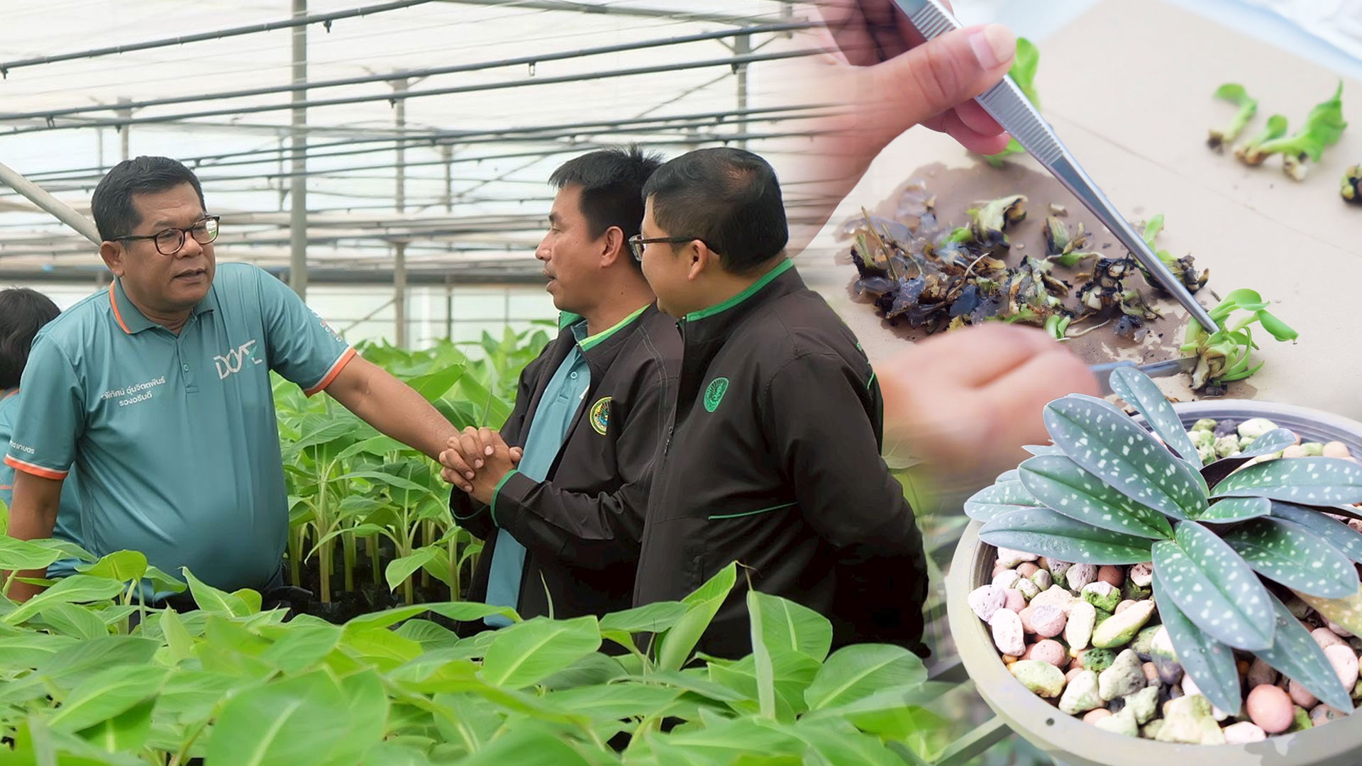 รองอธิบดีกรมส่งเสริมการเกษตรลงพื้นที่ติดตามผลการปฏิบัติงานเจ้าหน้าที่ศูนย์ขยายพันธุ์พืชที่ 2 จังหวัดตรัง พร้อมมอบนโยบายในการขับเคลื่อนงานในปีงบฯ 69 1 รองอธิบดีกรมส่งเสริมการเกษตร2